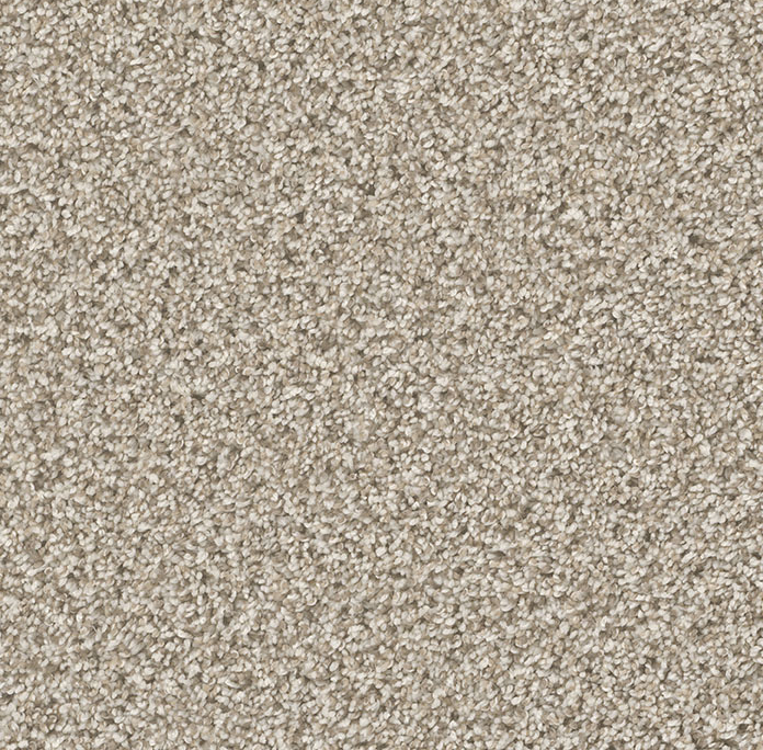 Click to enlarge SEASHELLS