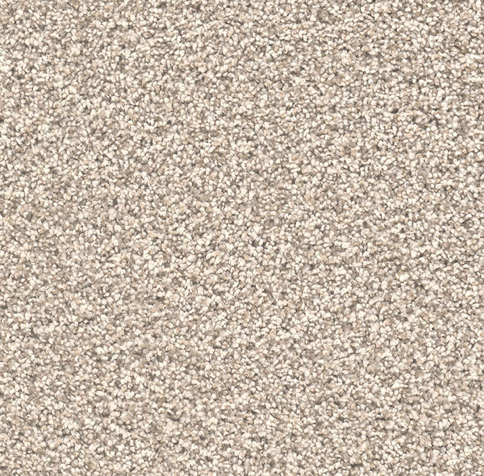 Click to enlarge SEASHELLS